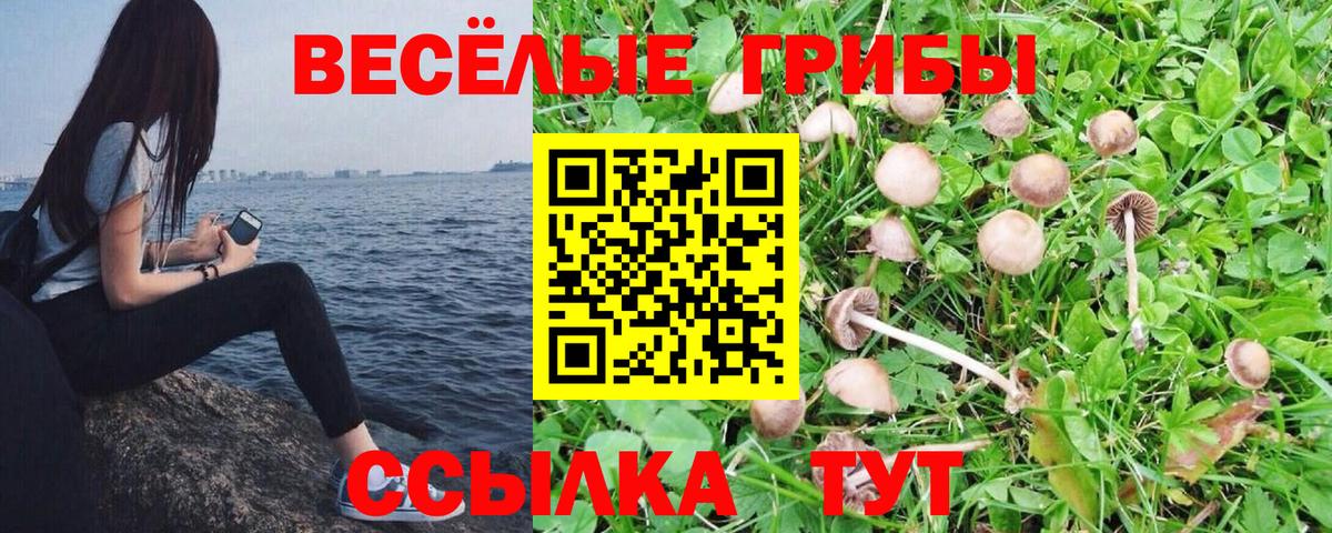 Галлюциногенные грибы Psilocybe  Вход с VPN  Грязи 